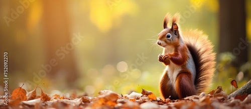 Curious Red Squirrel Observing Nature from a Bed of Autumn Leaves in the Enchanted Forest