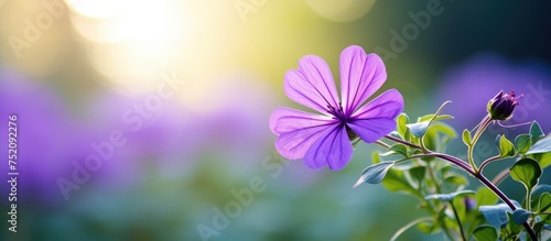 Vibrant Lavender Bloom in t...
