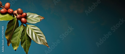 Coffee Branch with Fresh Leaves and Roasted Beans - Nature's Gift of Aromatic Ecstasy photo