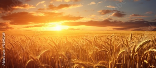 Golden Hour Glow: Stunning Wheat Field Bathed in Warm Sunset Light © vxnaghiyev