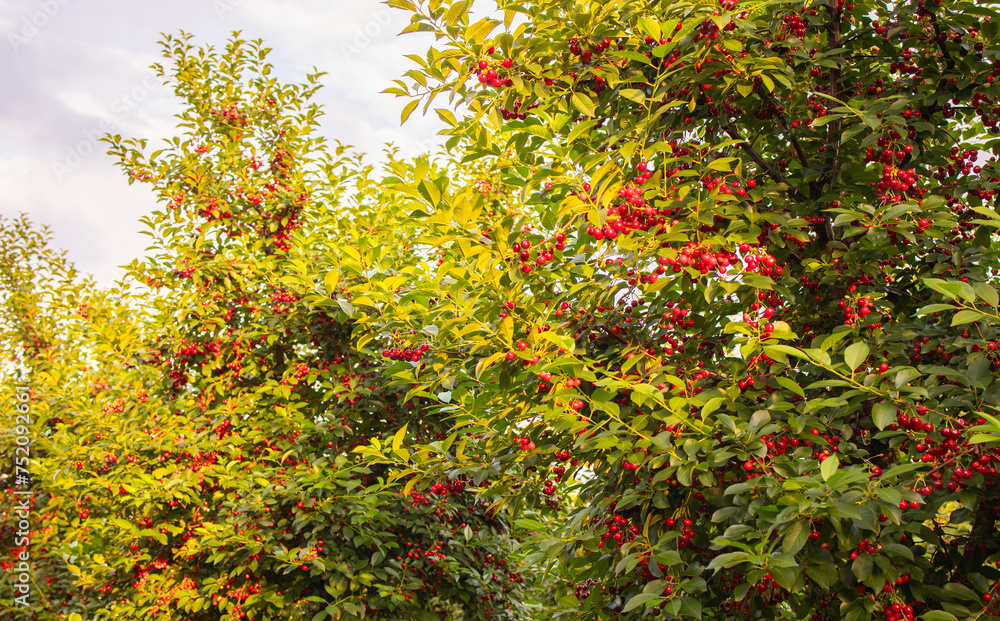 Fototapeta premium Fresh ripe sour cherry hanging on cherry tree
