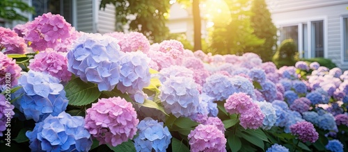 Enchanting Hydrangea Garden Adorns Charming House Front with Serene Beauty photo