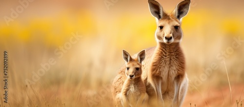 Tender Moment: Kangaroo Mot...