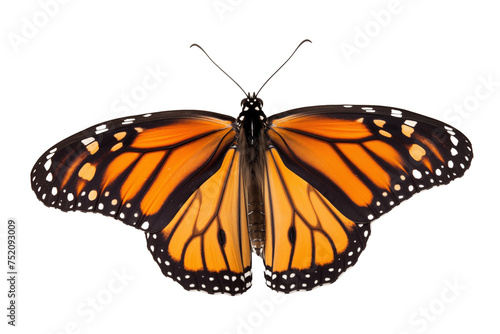 Monarch Butterfly: Colorful butterfly with orange wings, black veins, and white spots against a white background