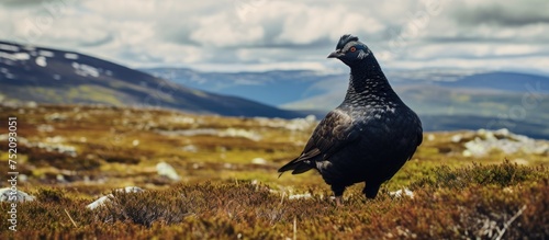 Majestic Black Grouse on Sc...