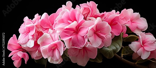 Vibrant Adenium Pink Flower...