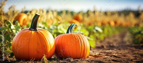 Two Pumpkins of Different Sizes Sitting in a Rustic Field at a Charming Pumpkin Patch