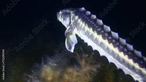 Russian sturgeon (Acipenser gueldenstaedtii) swims slowly against the background of a dark water column, close-up. photo