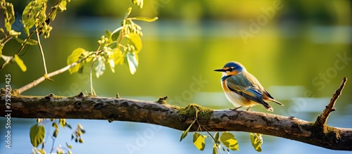 Majestic Bird Sitting on a ...