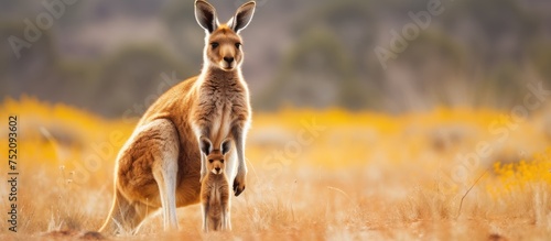 Majestic Kangaroo Stands Ta...