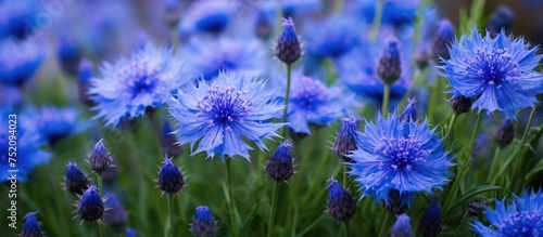 Vibrant Blue Cornflower Blo...