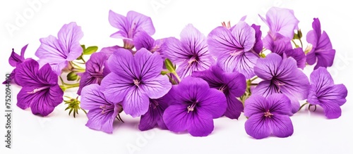 Vibrant Purple Melastoma Flowers Blooming Elegantly on a Clean White Background