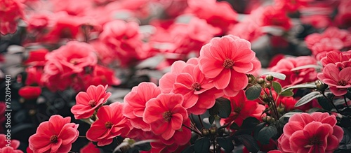 Vibrant Scarlet Blossoms Bl...