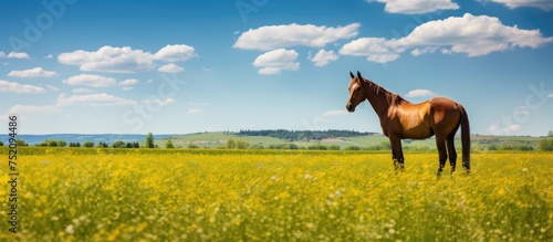Majestic Horse Grazing in a...