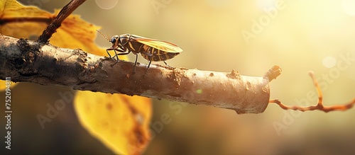 Tiny Insect Perched on Twig...
