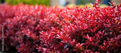 Vibrant Burgundy Red Berber...