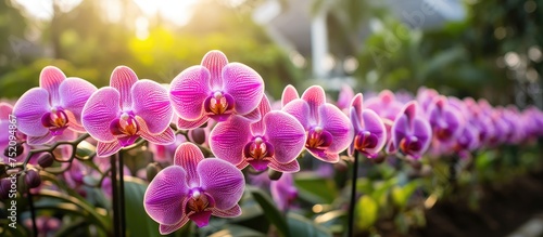 Vibrant Farland Orchids Blooming in Lush Tropical Garden - Exotic Streaked Flowers photo