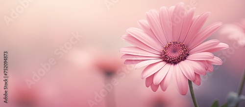 Elegant Pink Flower Blossom...