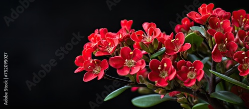 Vibrant Red Euphorbia Milii...
