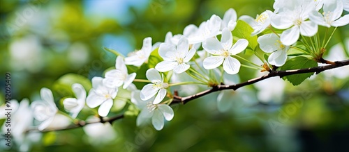 Delicate White Blossoms Adorn Branch in Lush Green Garden - Natural Beauty and Spring Flora