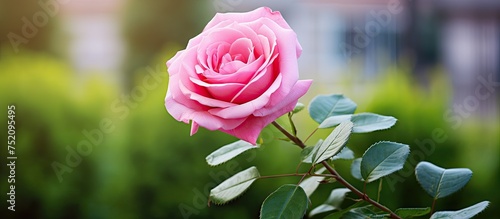 Elegant Pink Rose Blooming ...