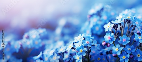 Vibrant Blue Blossoms of Forget Me Not Flowers - Calm and Serene Floral Wallpaper