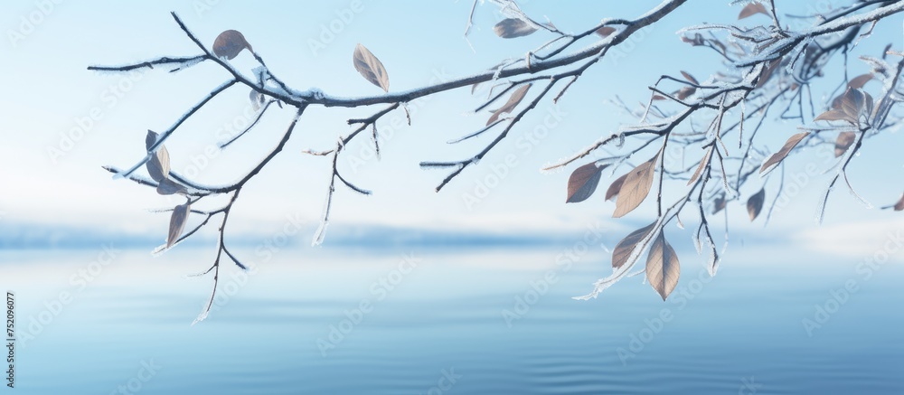 Fototapeta premium Frozen Birch Tree Branches Over a Tranquil Winter Lake in a Peaceful Nature Scene