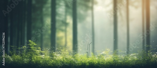 Serene Forest Landscape with Lush Greenery and Towering Trees in Soft Focus