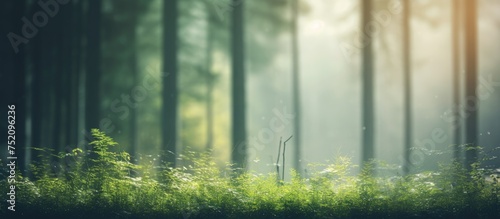 Serene Forest Landscape wit...
