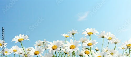 Vibrant Daisy Field Bloomin...