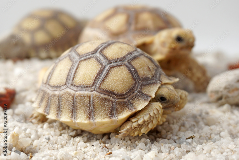Africa spurred tortoise being born, Tortoise Hatching from Egg, Cute portrait of baby tortoise hatching, Birth of new life,Natural Habitat Africa spurred tortoise being born, Tortoise Hatching from Egg, Cute portrait of baby tortoise hatching, Birth of new life,Natural Habitat