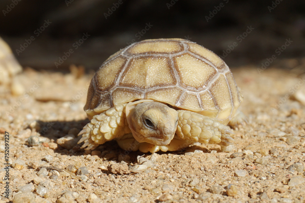Obraz premium African Sulcata Tortoise Natural Habitat,Close up African spurred tortoise resting in the garden, Slow life ,Africa spurred tortoise sunbathe on ground with his protective shell ,Beautiful Tortoise