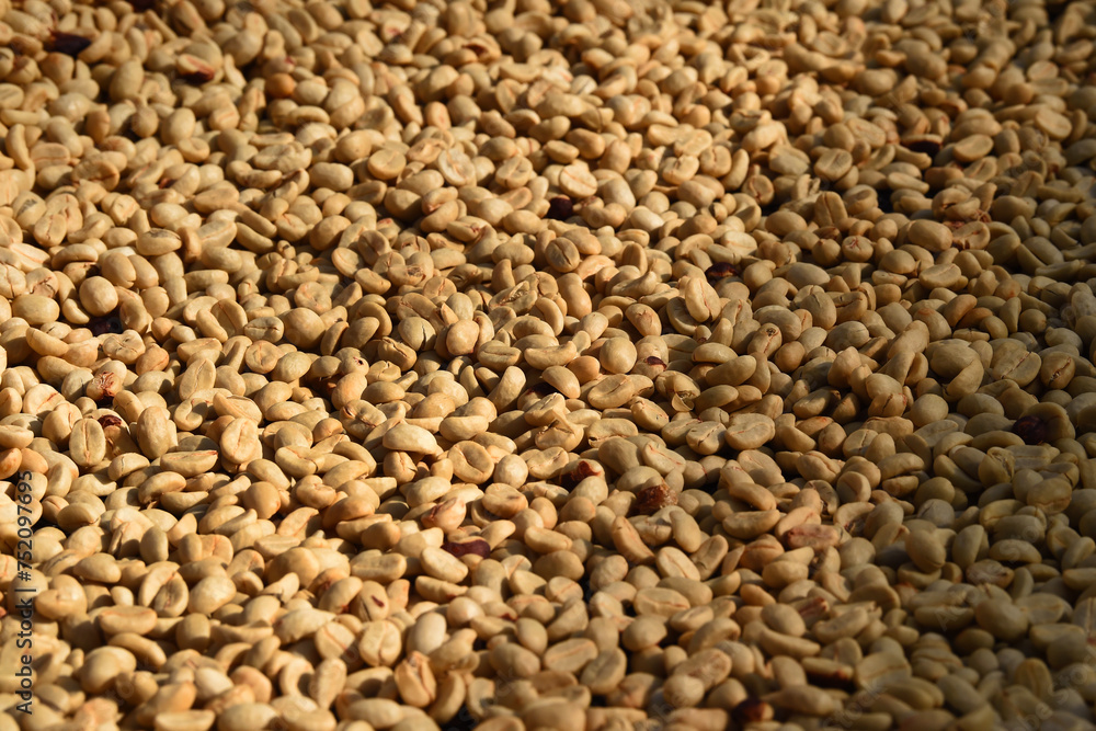 Close up of coffee beans drying in the sun Close up of coffee beans drying in the sun