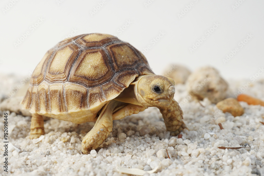 Africa spurred tortoise being born, Tortoise Hatching from Egg, Cute portrait of baby tortoise hatching, Birth of new life,Natural Habitat Africa spurred tortoise being born, Tortoise Hatching from Egg, Cute portrait of baby tortoise hatching, Birth of new life,Natural Habitat
