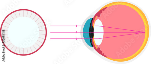eye academic diagram structure anatomy