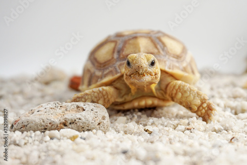 Africa spurred tortoise being born, Tortoise Hatching from Egg, Cute portrait of baby tortoise hatching, Birth of new life,Natural Habitat © Aekkaphum