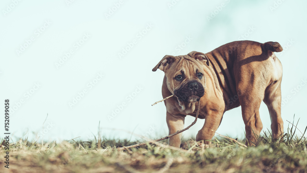 Englische Bulldogge Welpe Hund braun 12 Wochen alt outdoor im Frühling mit Stock im Maul Var. 1