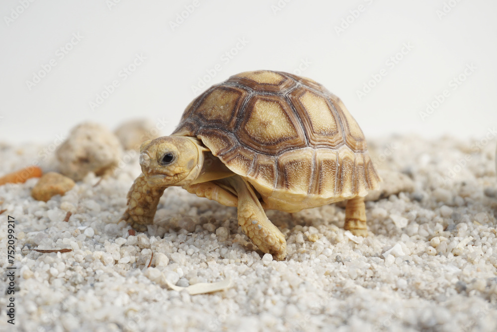 Africa spurred tortoise being born, Tortoise Hatching from Egg, Cute portrait of baby tortoise hatching, Birth of new life,Natural Habitat