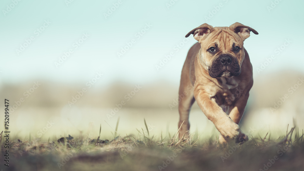 Englische Bulldogge Welpe Hund braun 12 Wochen alt outdoor im Frühling Var. 1