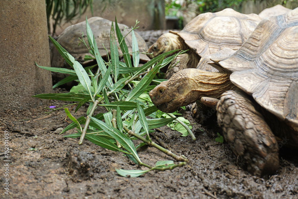 Naklejka premium African Sulcata Tortoise Natural Habitat,Close up African spurred tortoise resting in the garden, Slow life ,Africa spurred tortoise sunbathe on ground with his protective shell ,Beautiful Tortoise