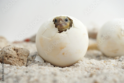 Fototapeta Naklejka Na Ścianę i Meble -  Africa spurred tortoise being born, Tortoise Hatching from Egg, Cute portrait of baby tortoise hatching, Birth of new life,Natural Habitat