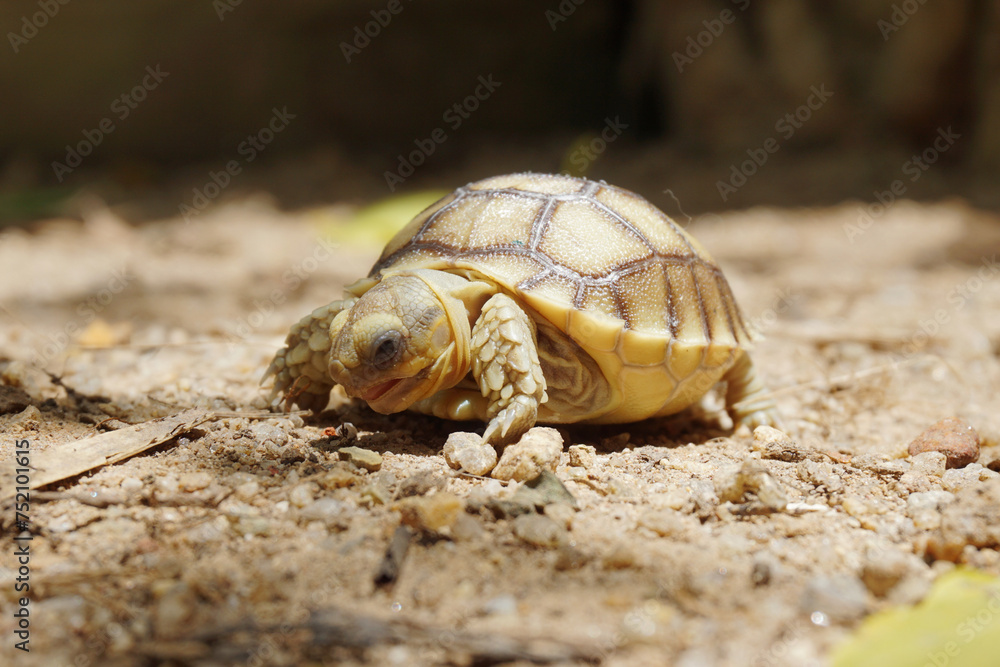 African Sulcata Tortoise Natural Habitat,Close up African spurred tortoise resting in the garden, Slow life ,Africa spurred tortoise sunbathe on ground with his protective shell ,Beautiful Tortoise African Sulcata Tortoise Natural Habitat,Close up African spurred tortoise resting in the garden, Slow life ,Africa spurred tortoise sunbathe on ground with his protective shell ,Beautiful Tortoise