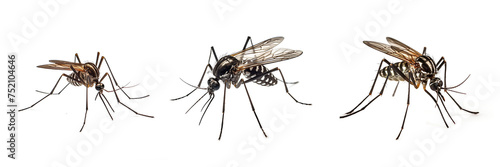 Aedes aegypti mosquito on transparent background PNG. Mosquito concept is a of dengue fever and malaria.