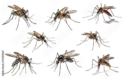 Aedes aegypti mosquito on transparent background PNG. Mosquito concept is a vector of dengue fever and malaria.