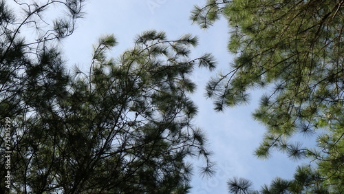 Pine tree at the forest
