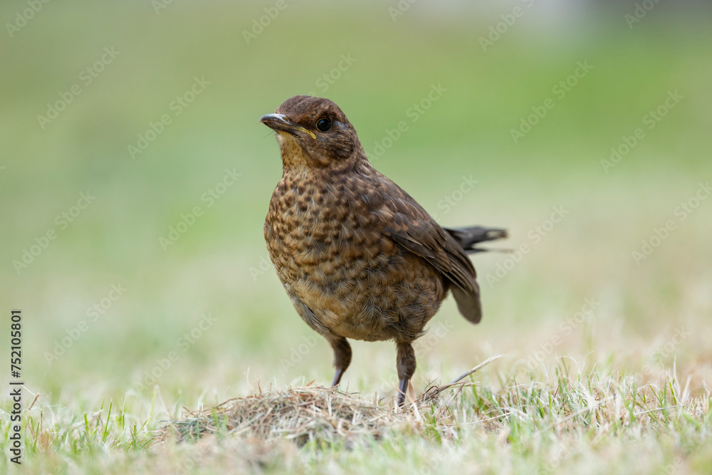Fototapeta premium Female common blackbird Turdus merula foraging on the ground