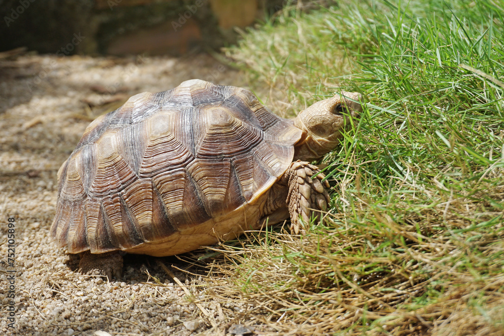 African Sulcata Tortoise Natural Habitat,Close up African spurred tortoise resting in the garden, Slow life ,Africa spurred tortoise sunbathe on ground with his protective shell ,Beautiful Tortoise African Sulcata Tortoise Natural Habitat,Close up African spurred tortoise resting in the garden, Slow life ,Africa spurred tortoise sunbathe on ground with his protective shell ,Beautiful Tortoise