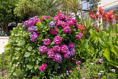 Great bush of purple flower hydrangea and red flowers of Canna blooming in the garden  close up