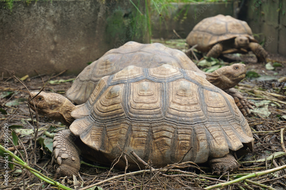 Fototapeta premium African Sulcata Tortoise Natural Habitat,Close up African spurred tortoise resting in the garden, Slow life ,Africa spurred tortoise sunbathe on ground with his protective shell ,Beautiful Tortoise