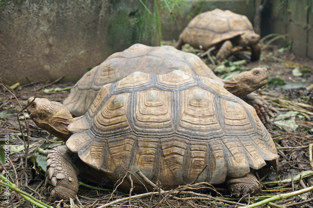 African Sulcata Tortoise Natural Habitat,Close up African spurred tortoise resting in the garden, Slow life ,Africa spurred tortoise sunbathe on ground with his protective shell ,Beautiful Tortoise African Sulcata Tortoise Natural Habitat,Close up African spurred tortoise resting in the garden, Slow life ,Africa spurred tortoise sunbathe on ground with his protective shell ,Beautiful Tortoise